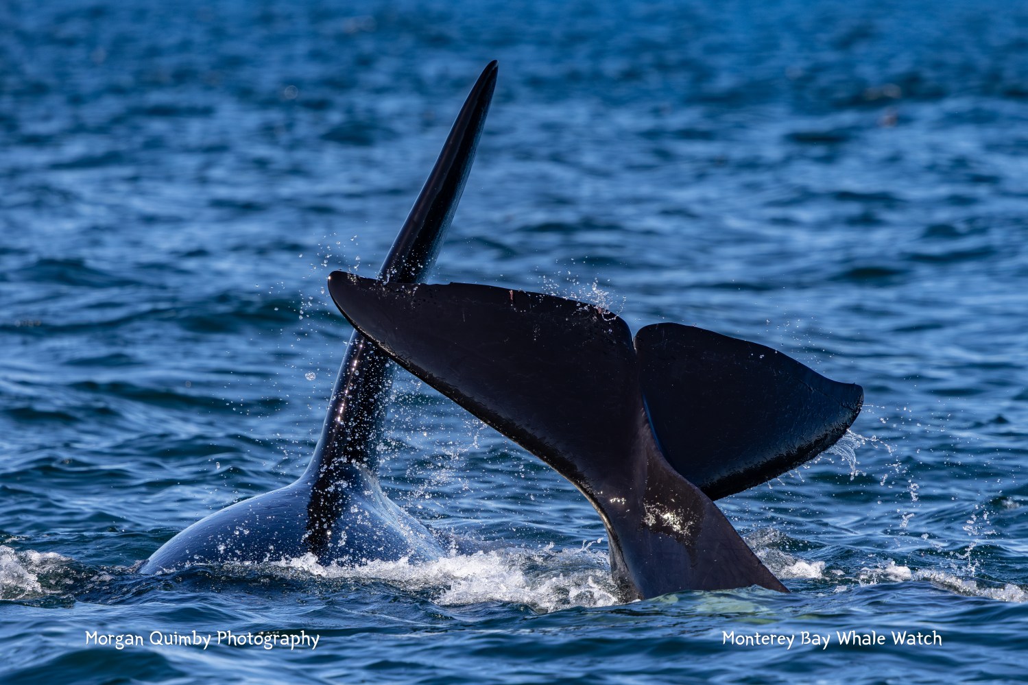 Two orca tails emerge from blue ocean water, splashing droplets around.
