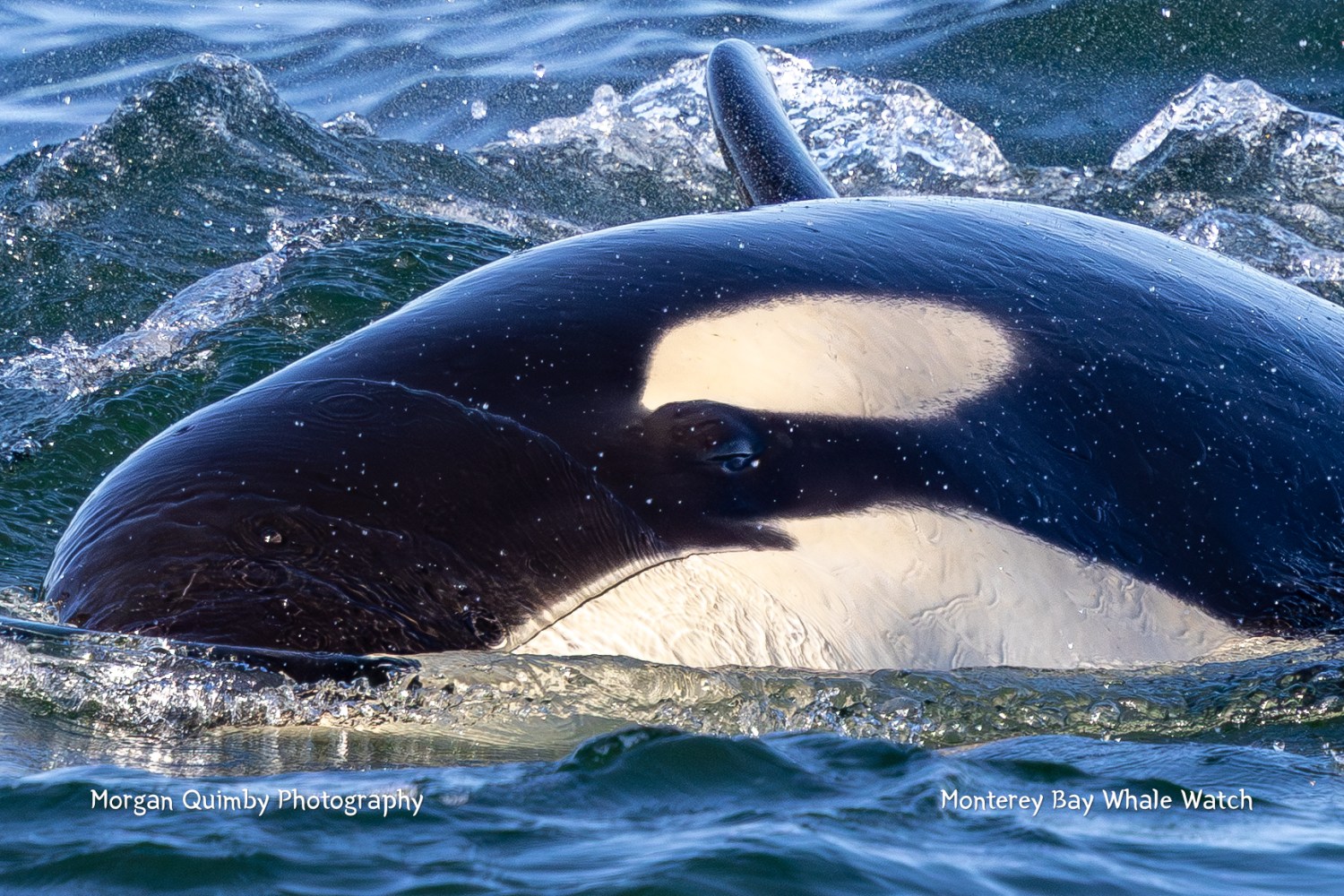 Close-up of an orca's head partially submerged in water with visible white eye patch.