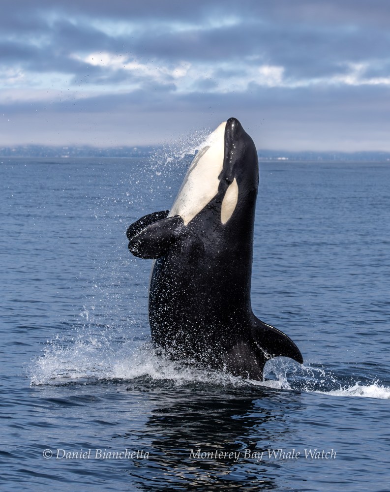 Orca breaching water against a cloudy sky backdrop.