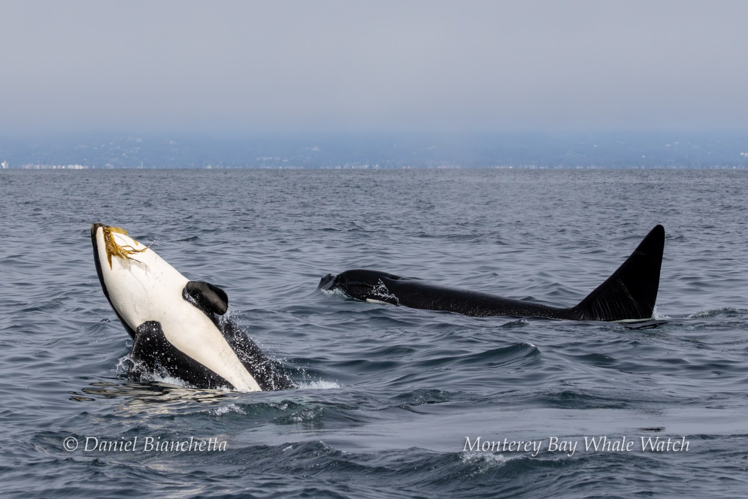Two orcas swimming with one partially above water in the ocean.