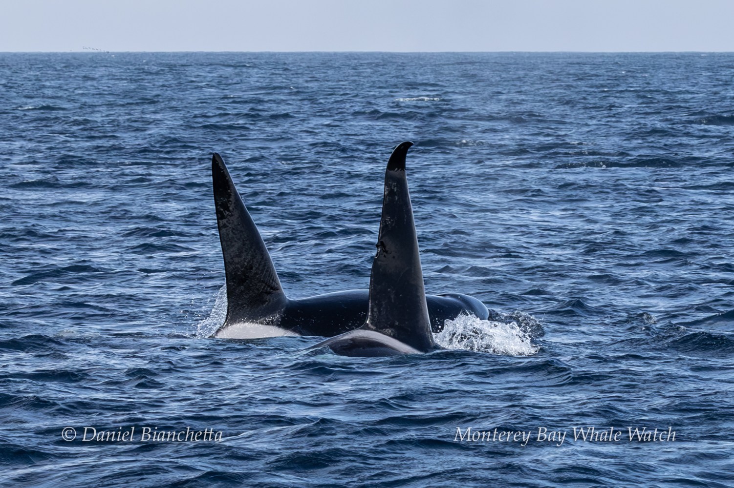 Two orcas swimming side by side in the ocean with dorsal fins visible.