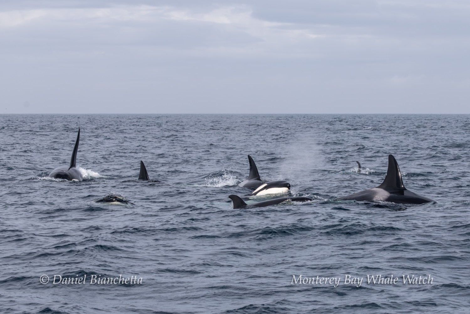Group of orcas swimming in the ocean under a cloudy sky.