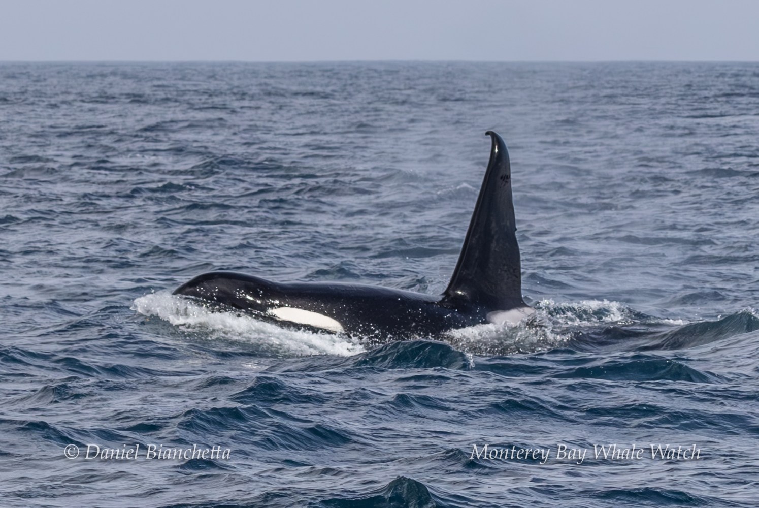 Orca swimming with dorsal fin above water in ocean.