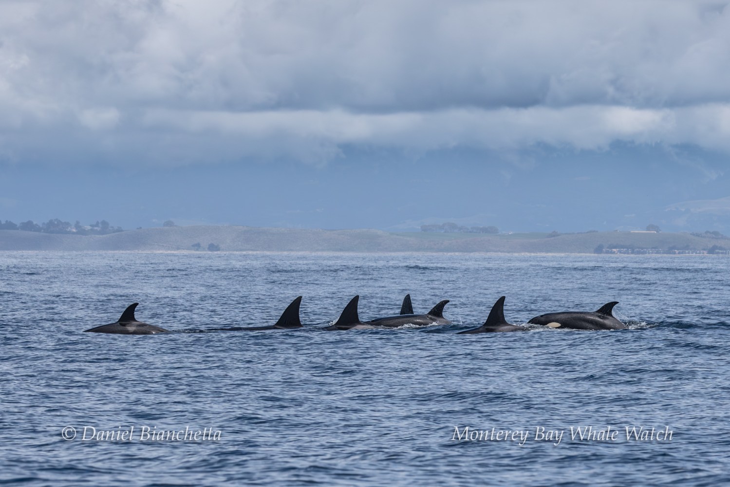 Pod of dolphins swimming in the ocean under a cloudy sky.