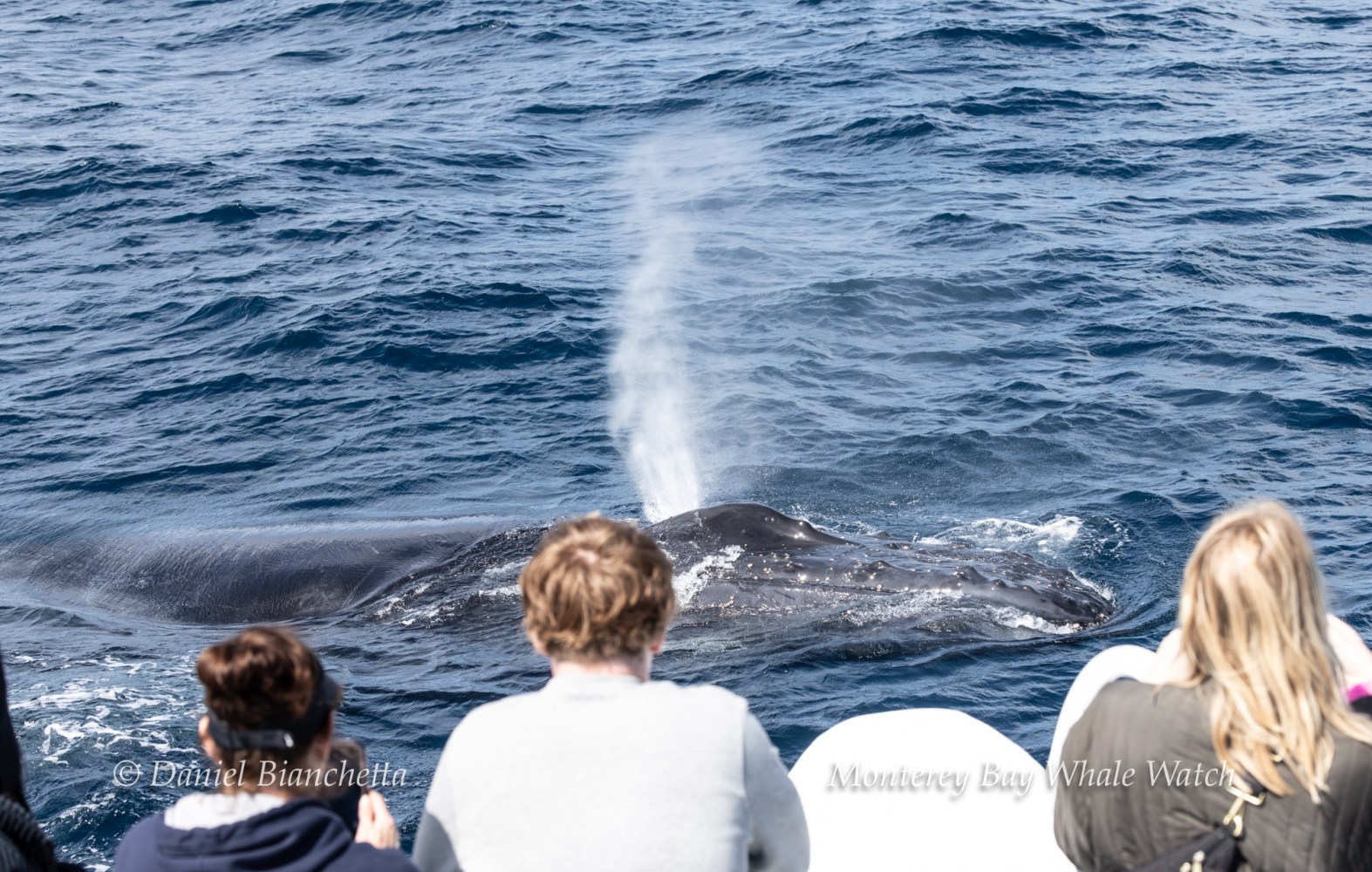 People on a boat watching a whale spouting water in the ocean.