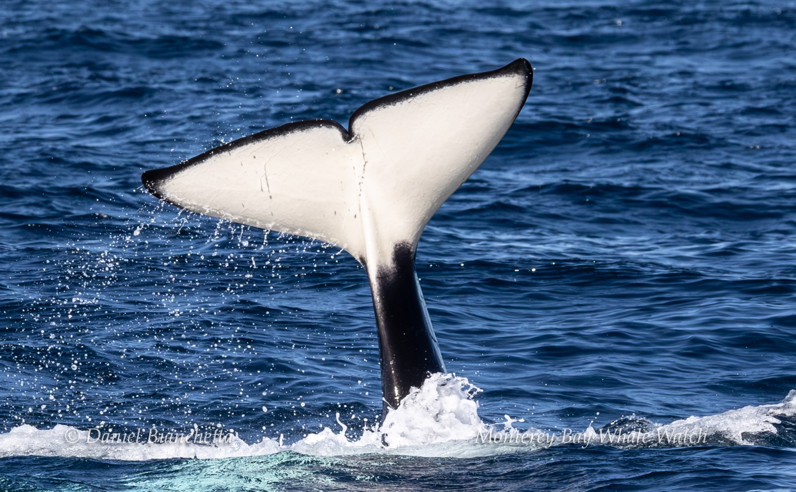 Orca tail rising above ocean surface, water splashing around.
