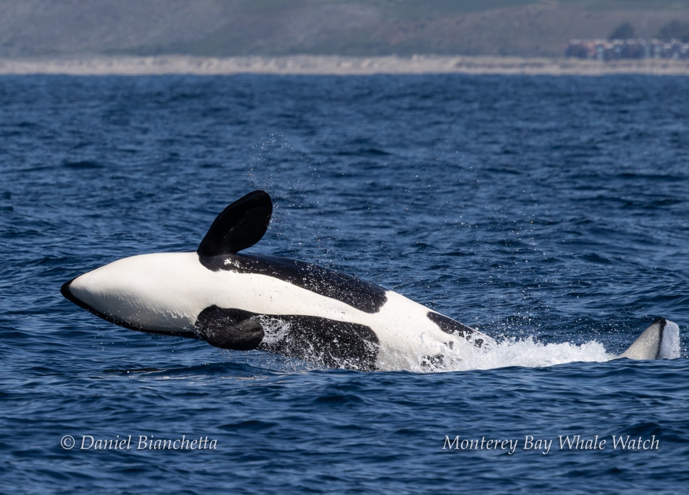 Orca breaching in the ocean with distant coastline in the background.