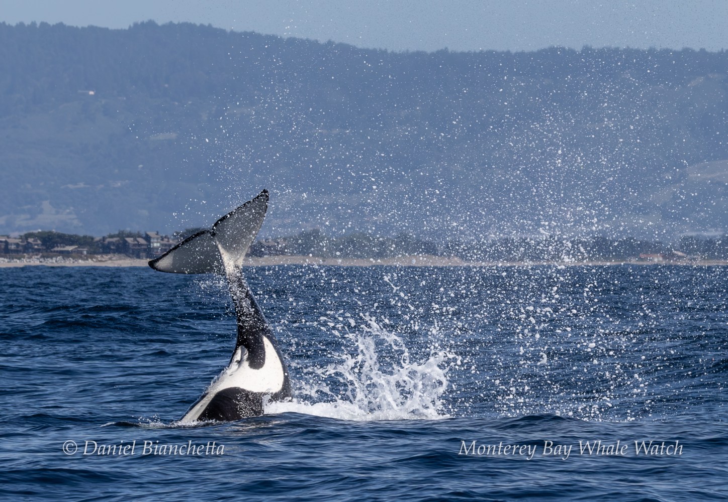 Orca tail splashing in the ocean with distant mountains in the background.