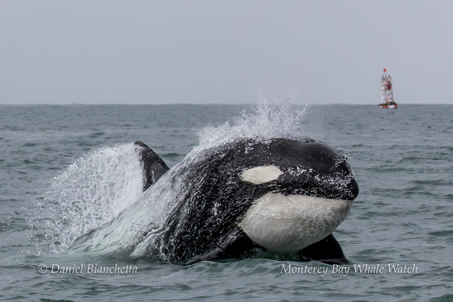 Orca breaching in ocean with buoy in background.