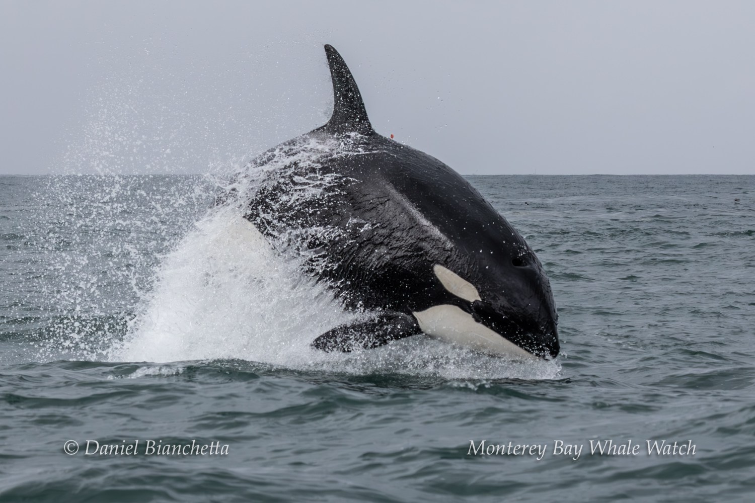 Orca breaching the surface of the ocean with splash.