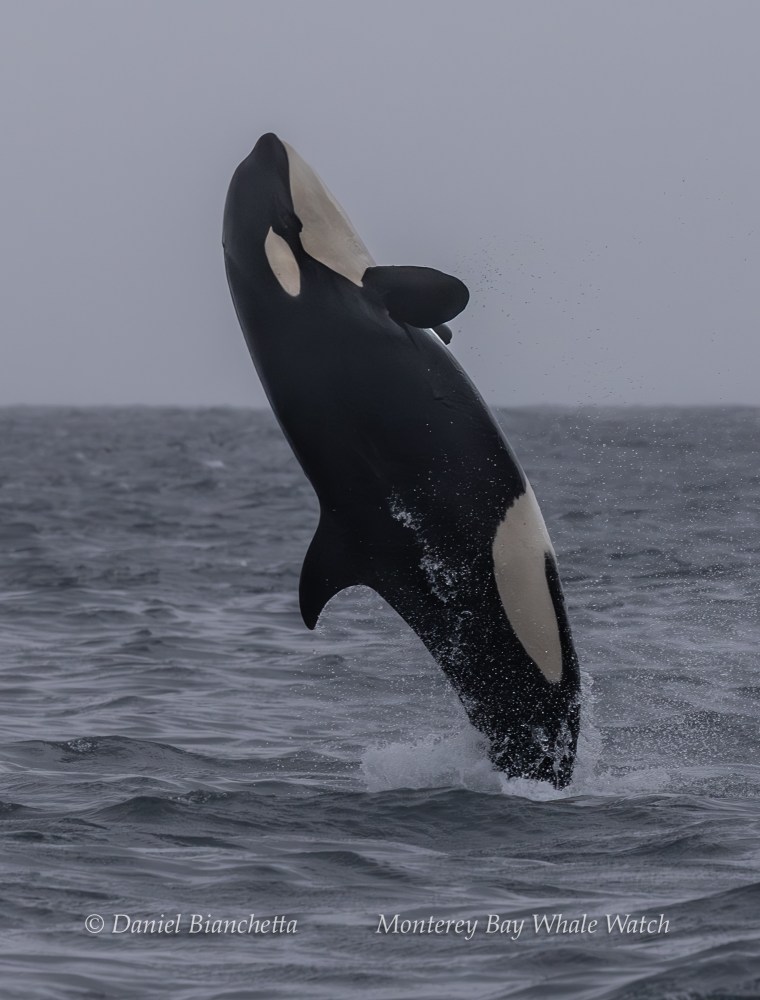 Orca breaching high above ocean water against a cloudy sky.