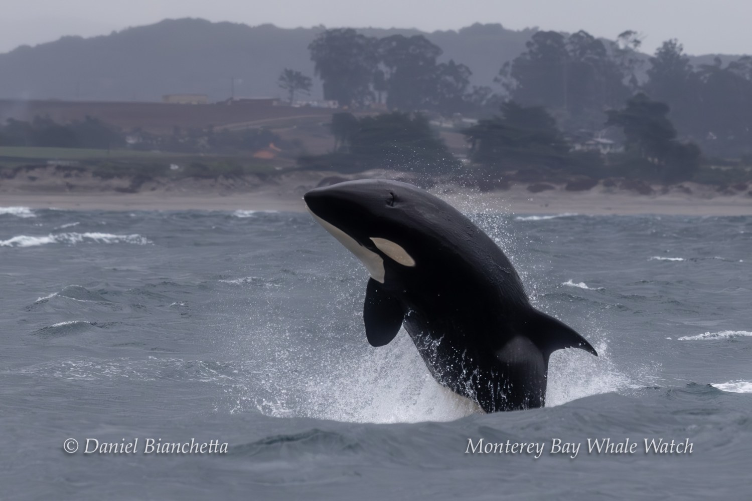 Orca leaping from ocean with coastal landscape in background.
