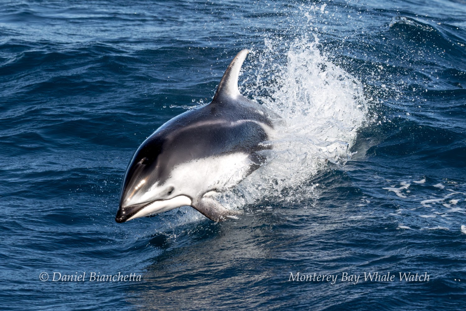 Dolphin leaping out of the water, creating splashes in the ocean.