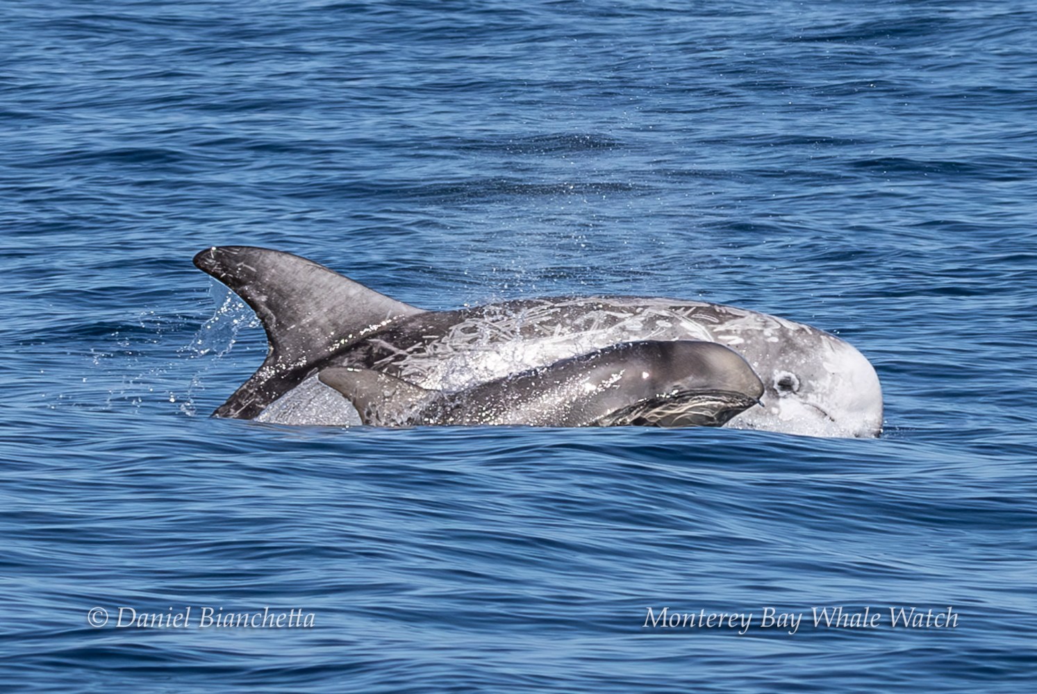 Two Risso's dolphins surfacing in the ocean, one with visible markings.