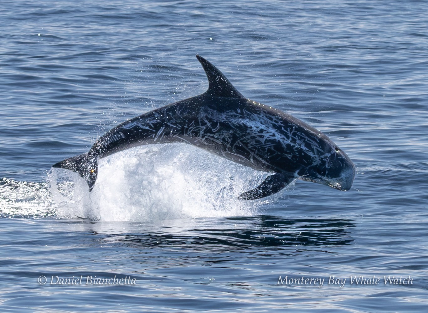 A dolphin jumping out of the water in the ocean.