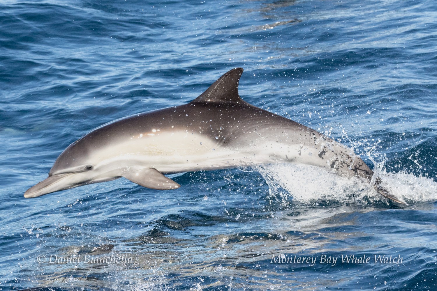 A dolphin leaps out of the ocean water, creating a splash.