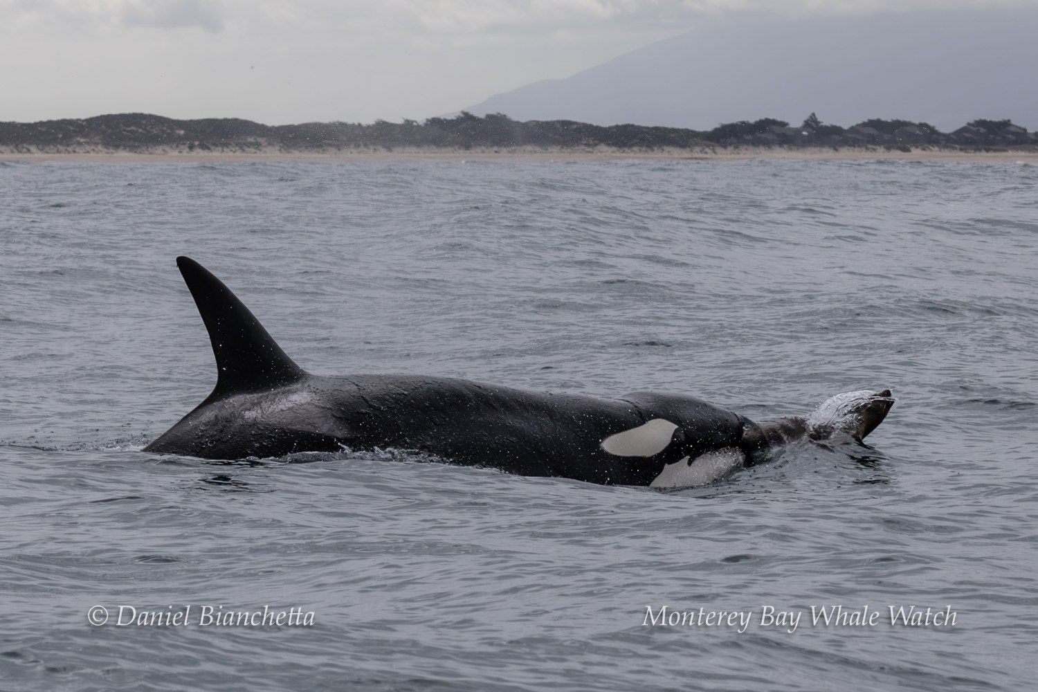 Orca swimming near the surface with land in the background.