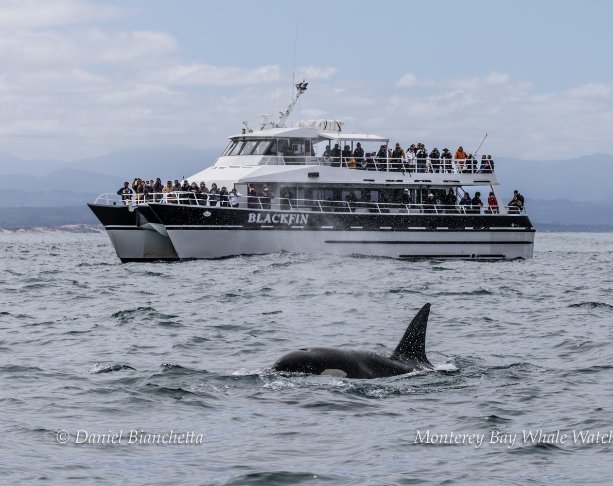 Whale swimming in the ocean near a boat with people on board.