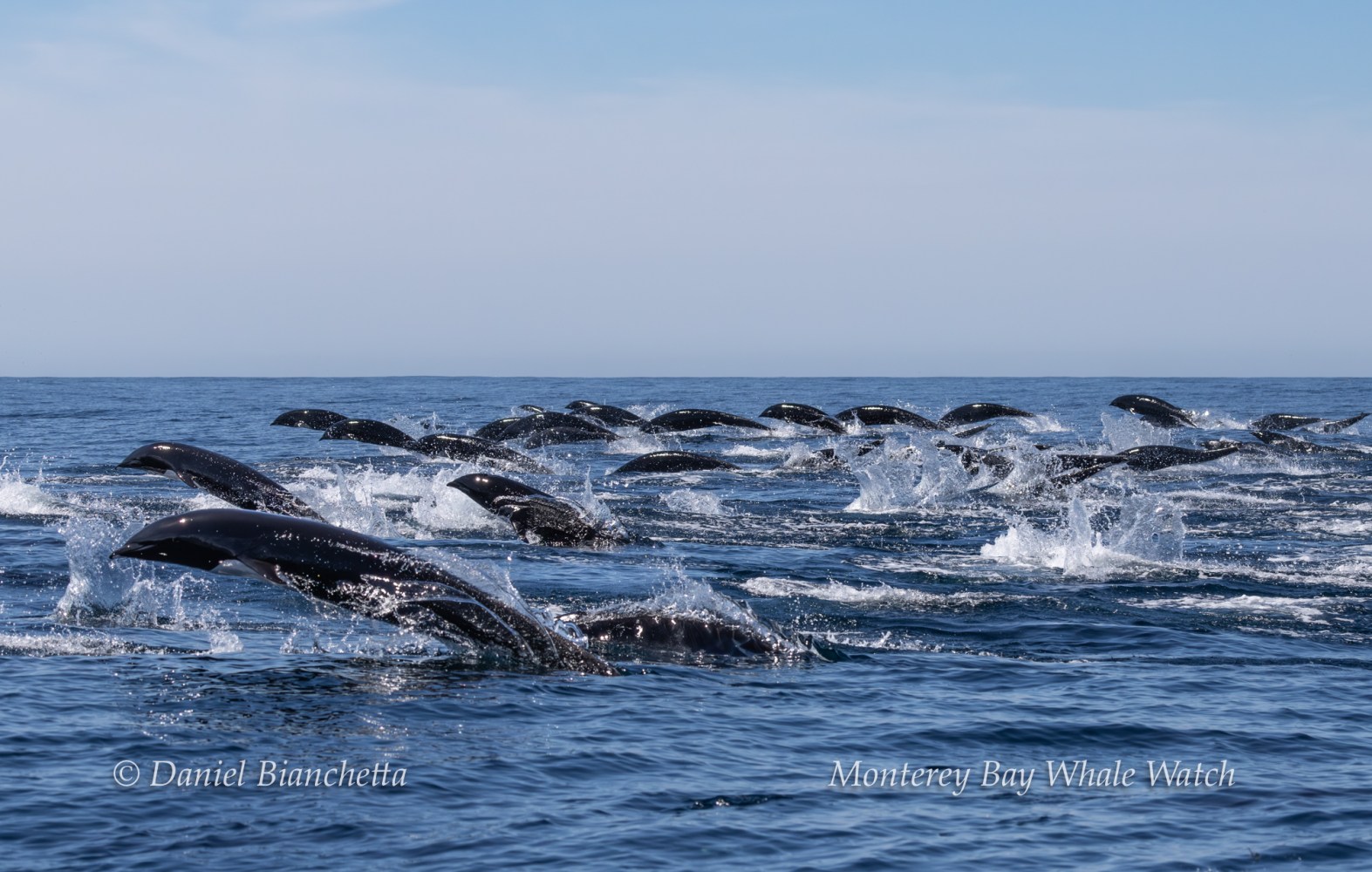 Large group of dolphins diving in the ocean with splashes.