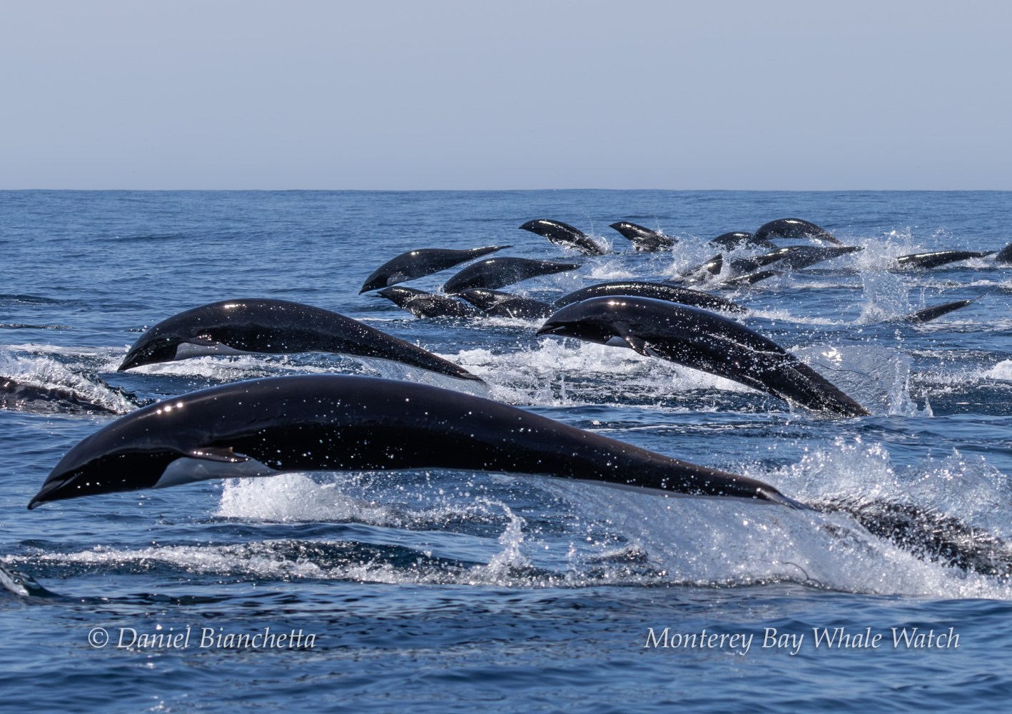 Pod of dolphins leaping through the ocean's surface.