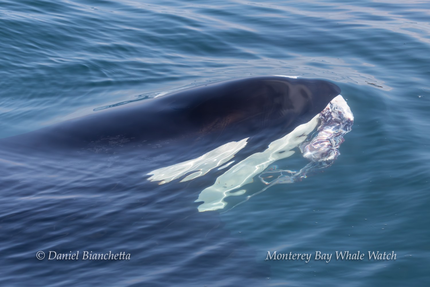 Orca swimming near the ocean surface with glossy water reflections.