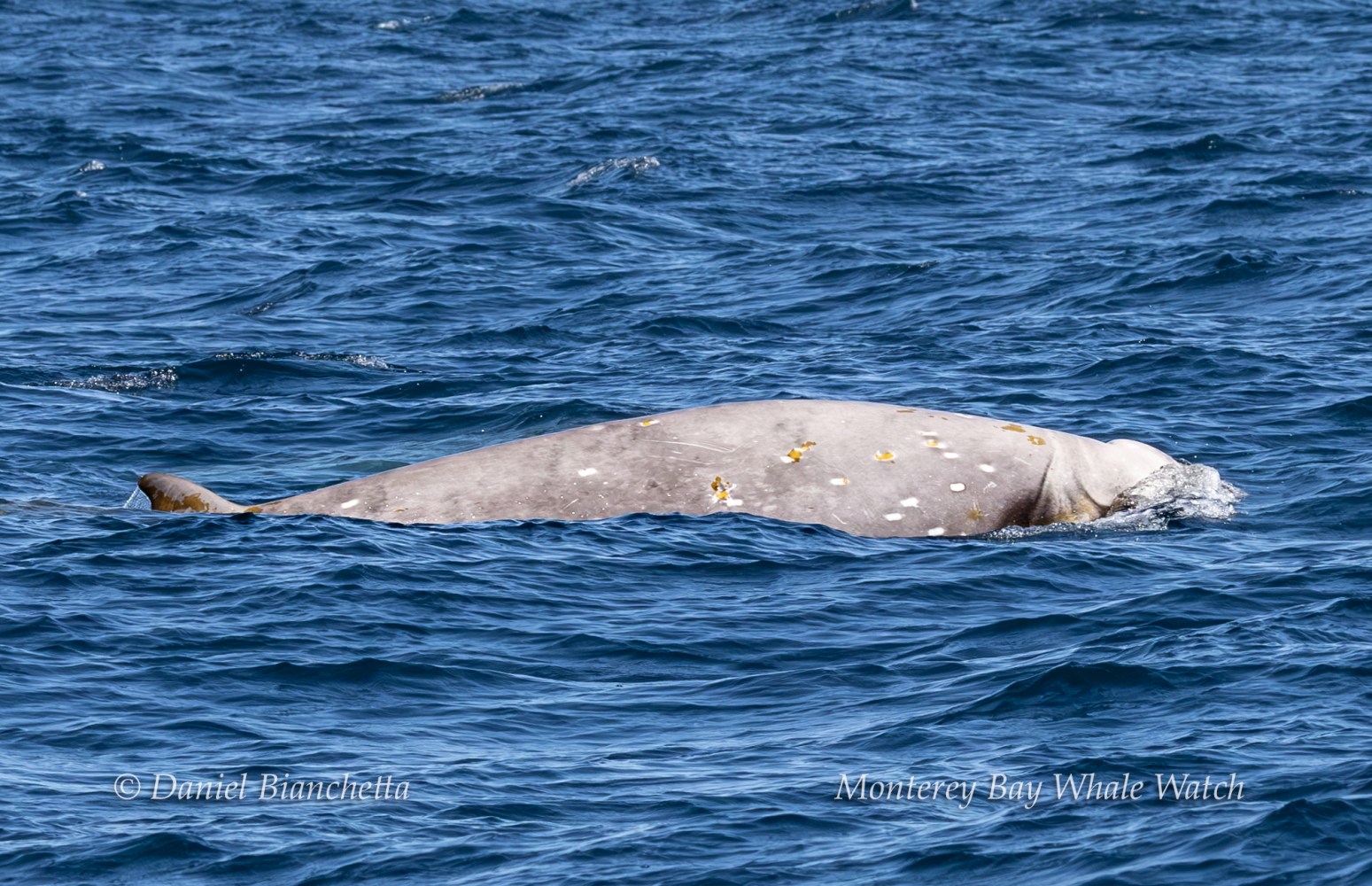A large gray whale surfacing in blue ocean water.
