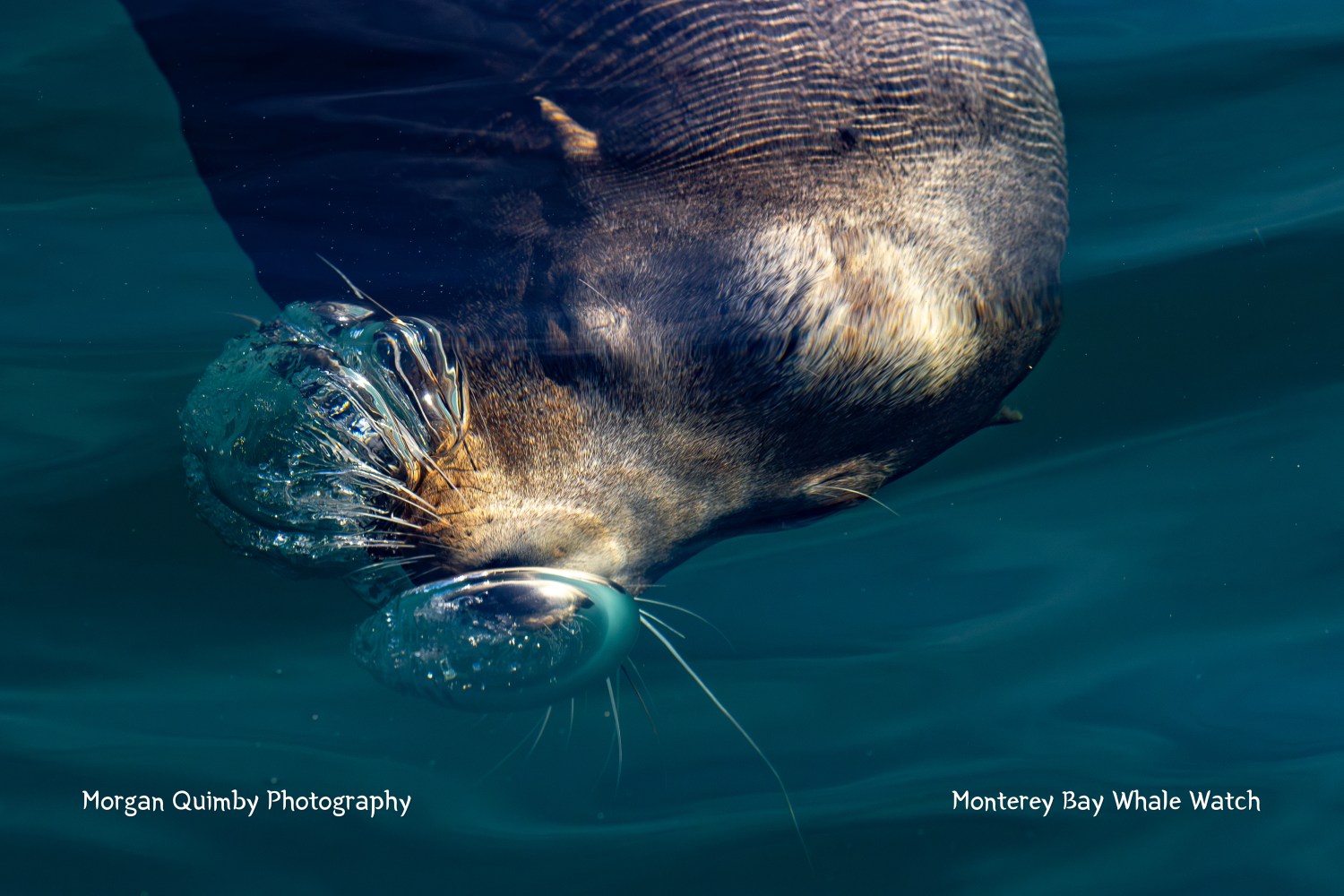 Sea lion blowing bubbles underwater