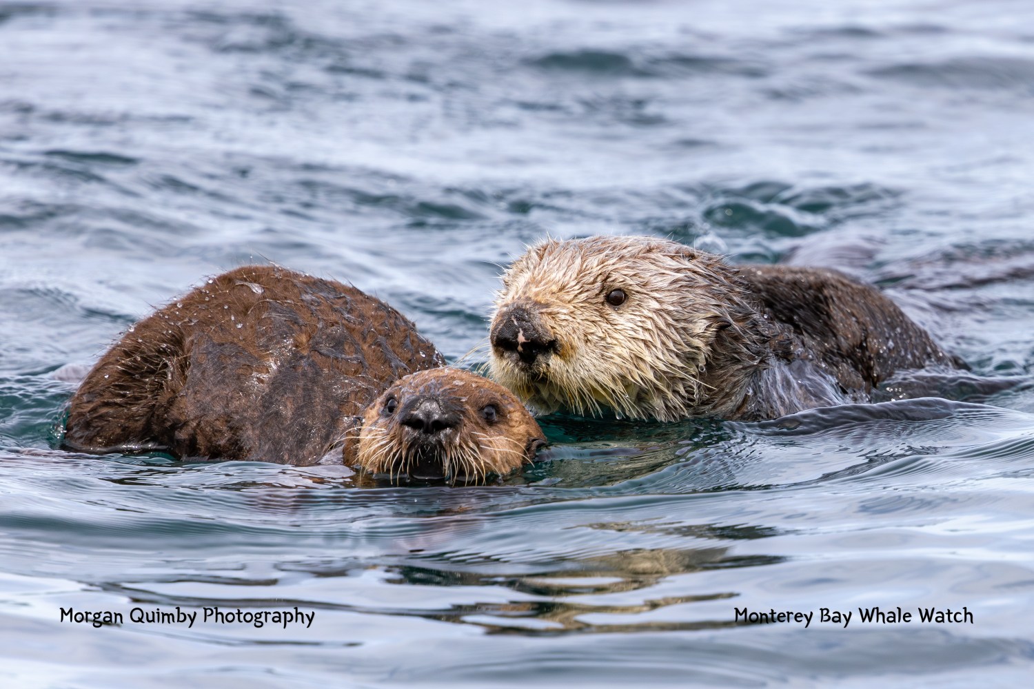 Two sea otters swimming in the ocean, partially submerged.