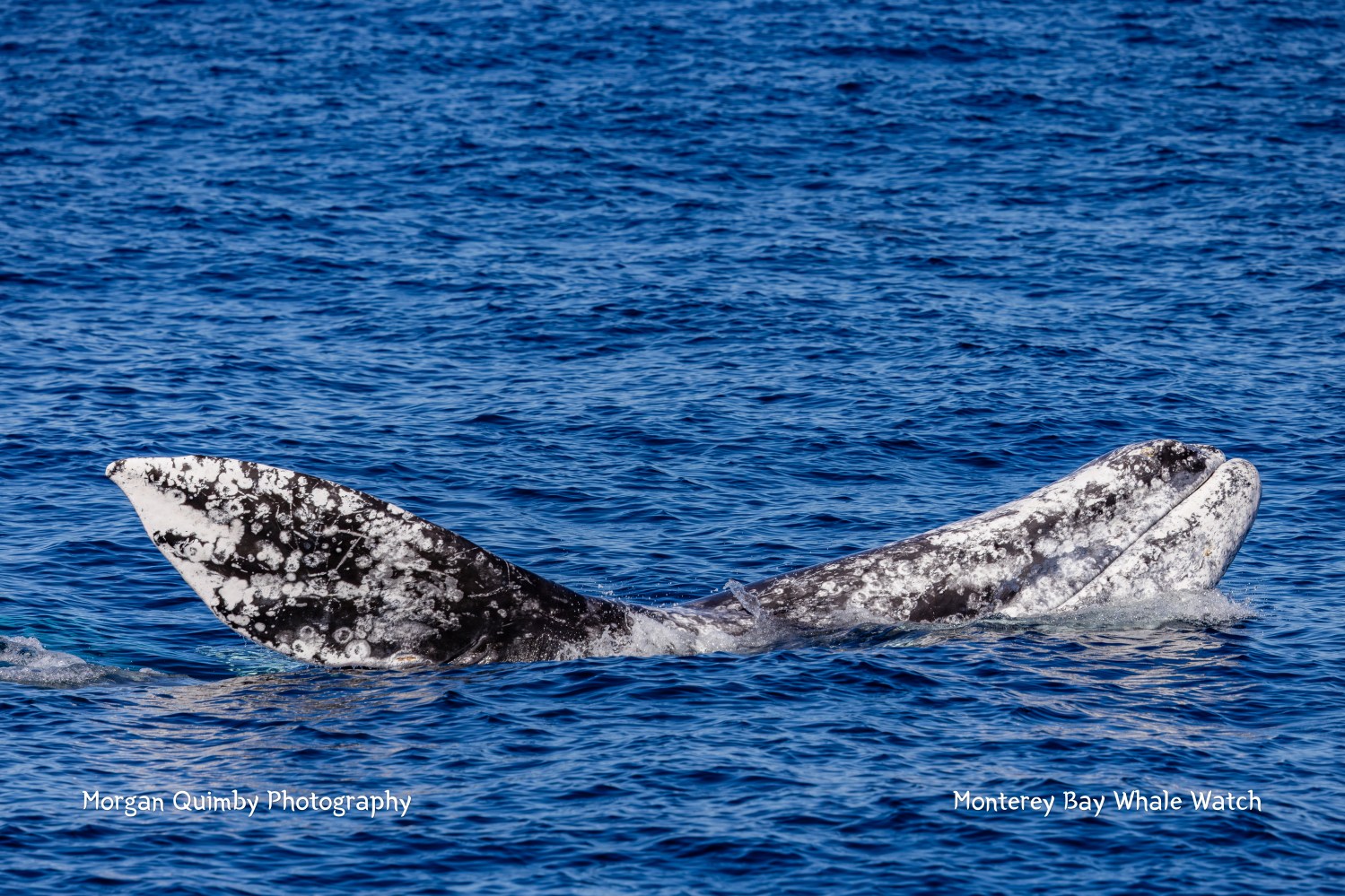 Gray whale in blue ocean with water ripples, tail visible.