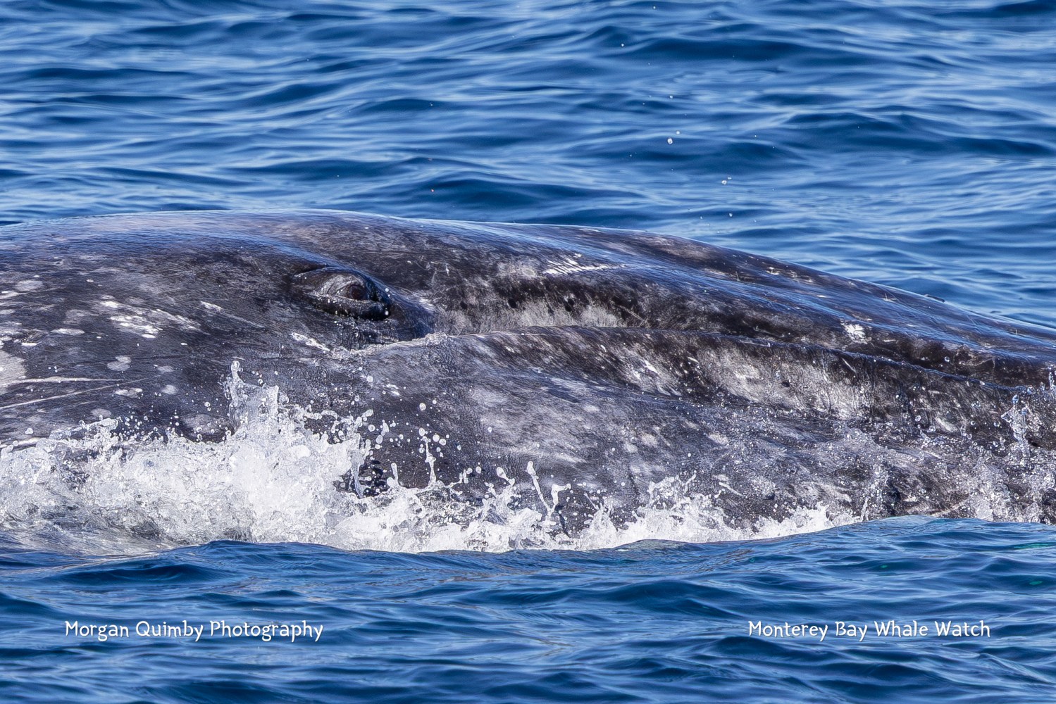 Close-up of a gray whale partially submerged in ocean water.