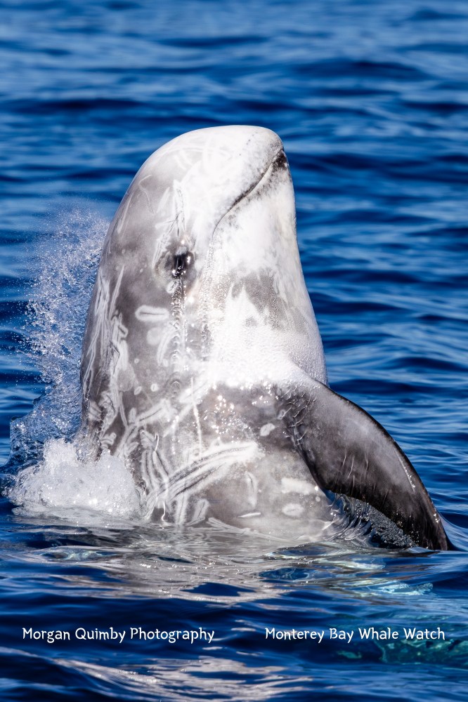Risso's dolphin breaching water with blue ocean background.