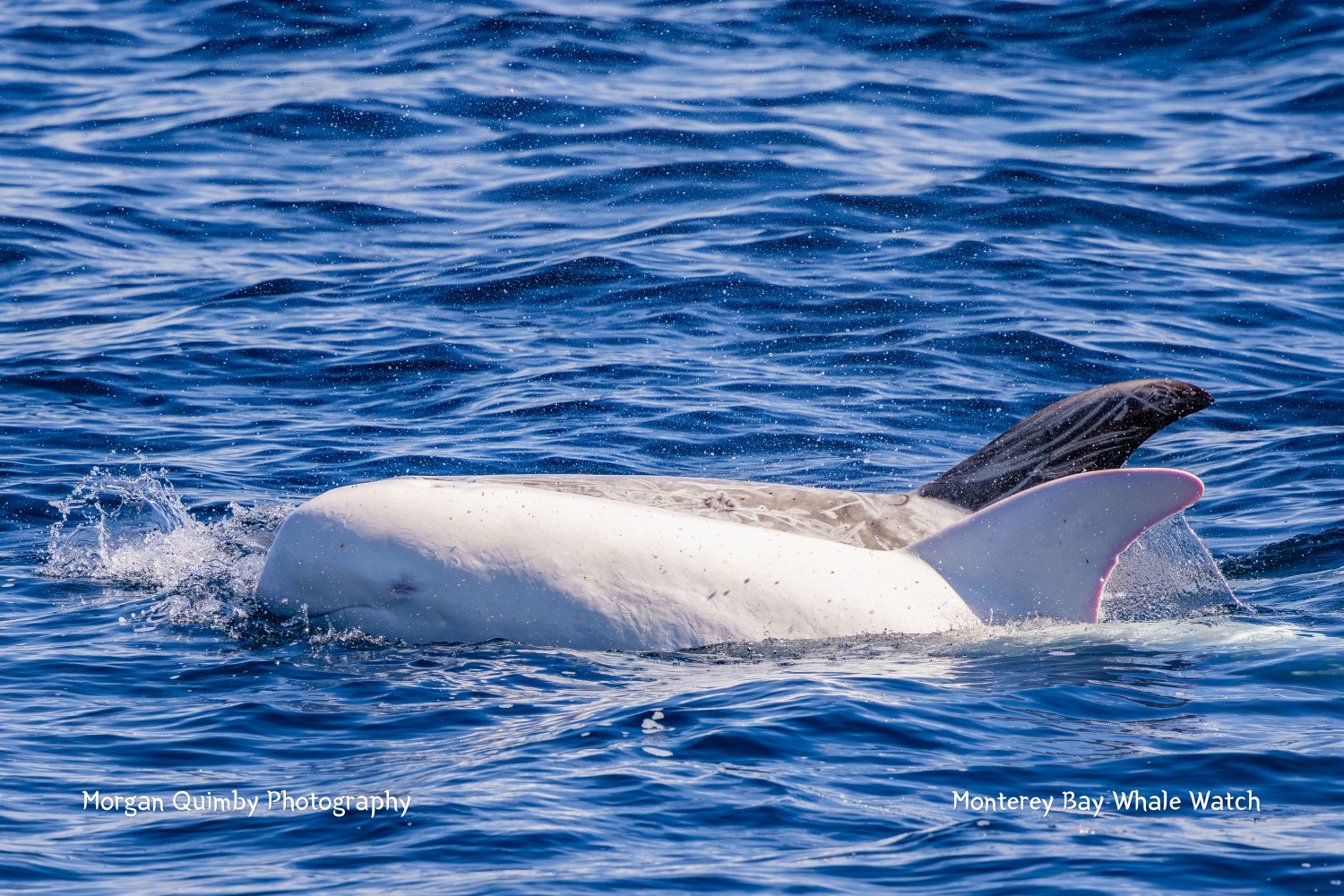 White whale surfacing with dorsal fin visible in blue ocean.