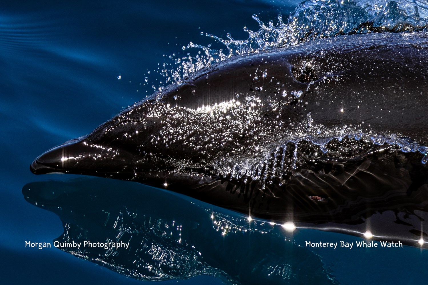 Dolphin swimming, causing water splashes and reflection on the surface.