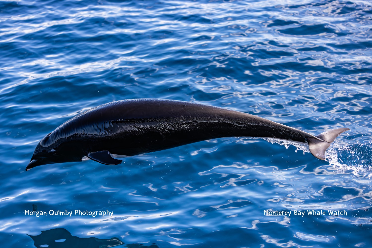 Dolphin jumping above ocean water surface.