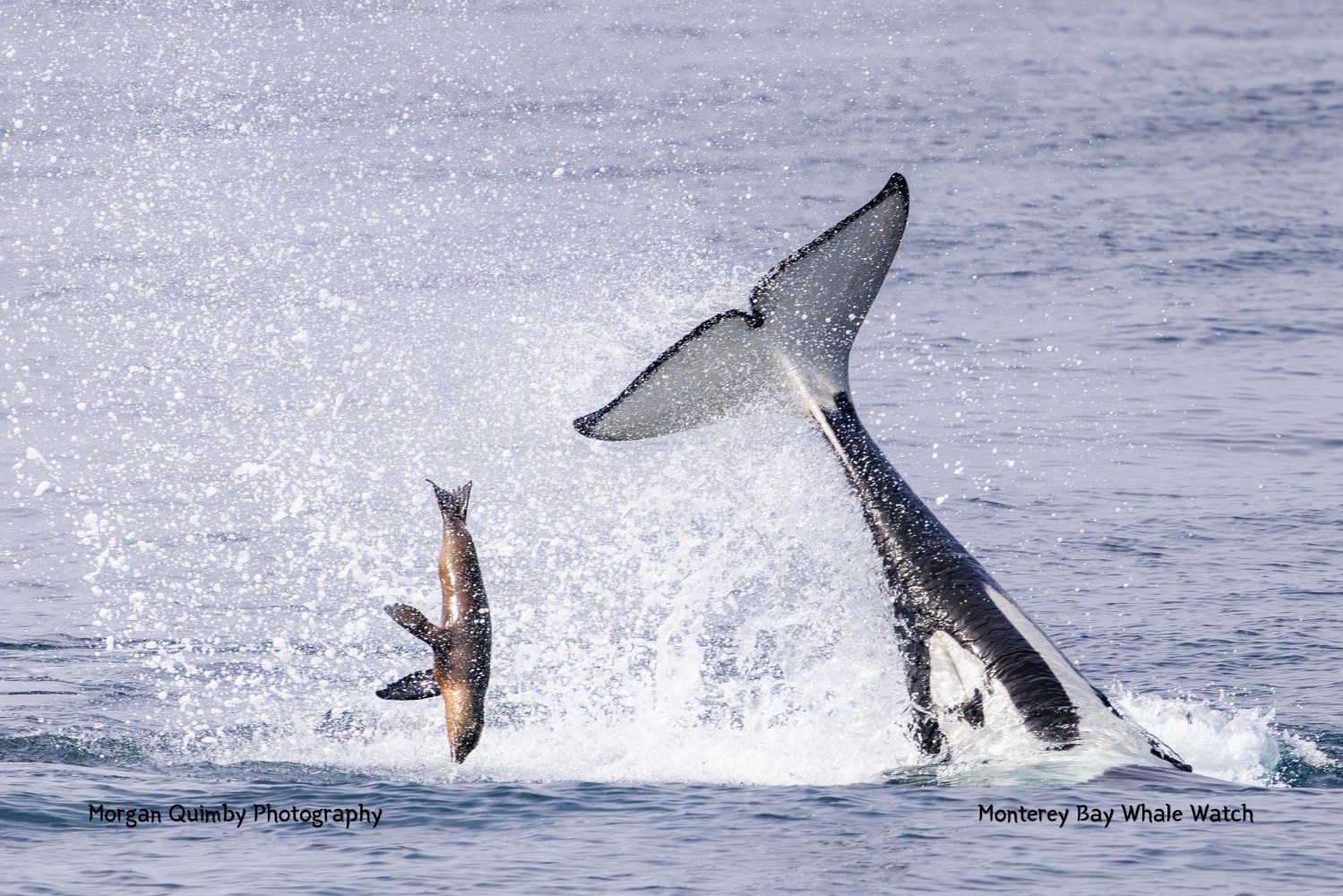 Whale tail slaps water, flinging a seal into the air.