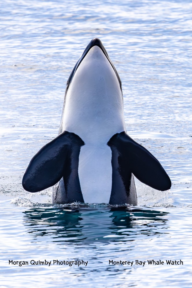 Orca surfacing vertically in calm blue ocean.