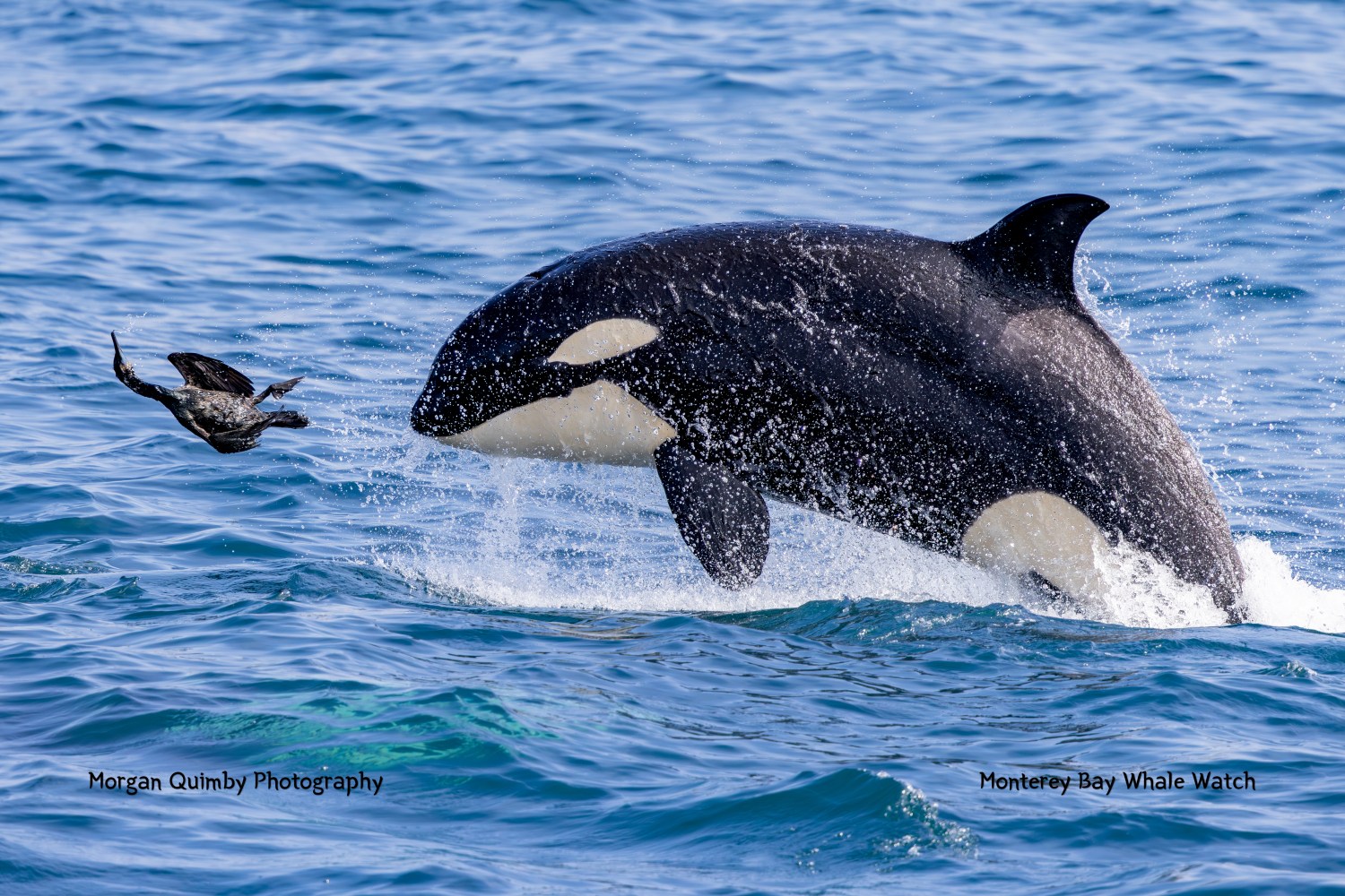 Orca breaching water beside a bird in flight.