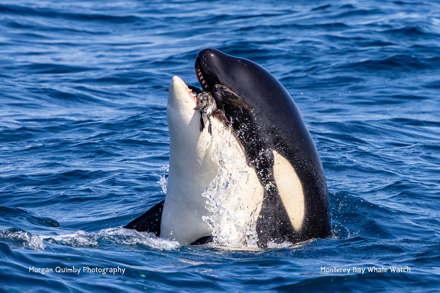Orca emerging from ocean with prey in its mouth.