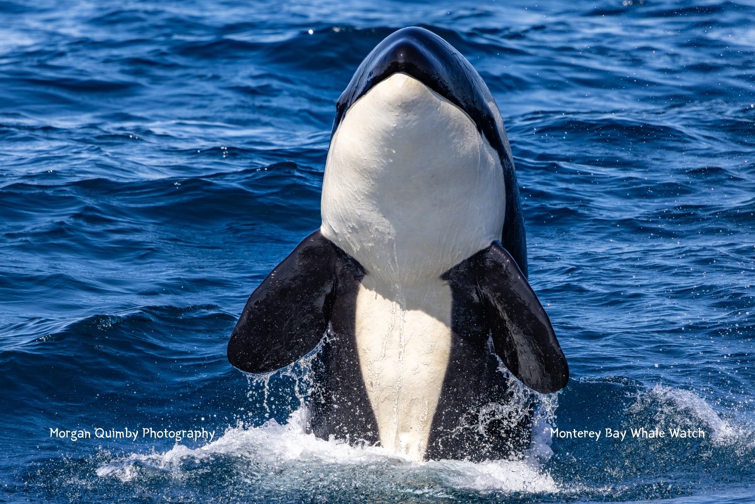 Orca breaching vertically out of the ocean water.