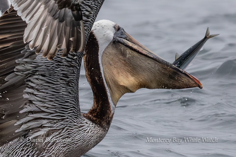 Pelican catching a fish in its beak over ocean water.
