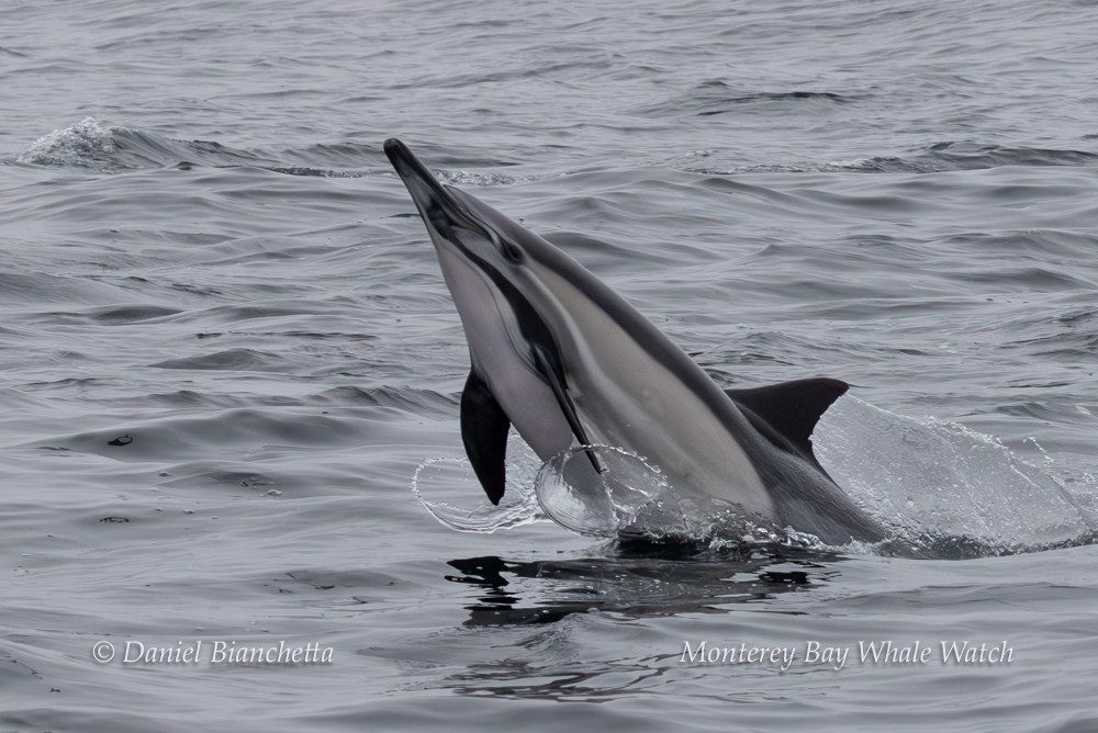 Dolphin leaping out of the water in the ocean.