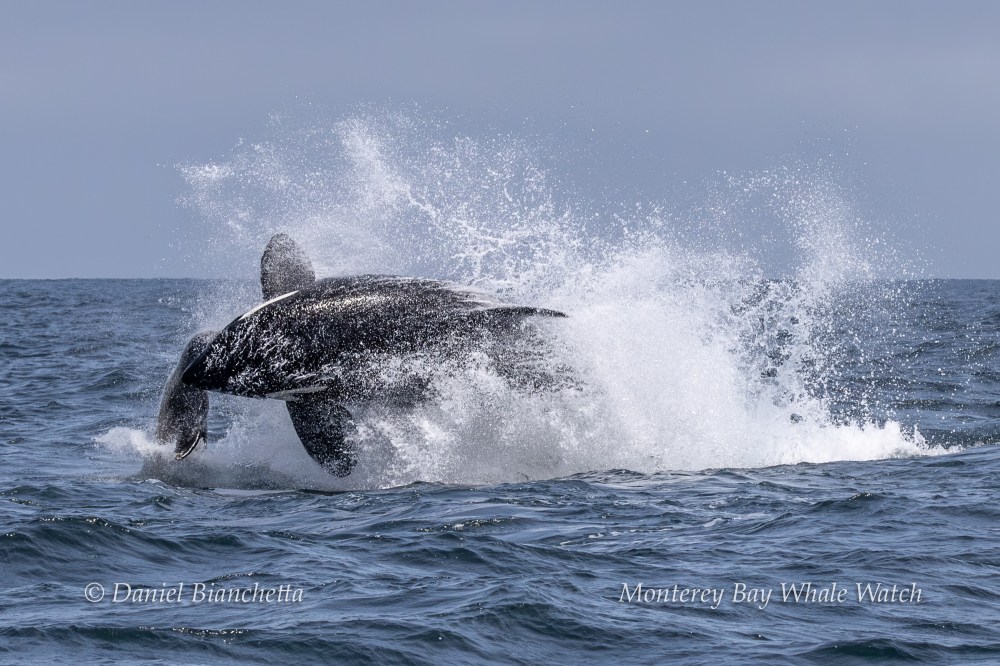 Whale breaching water with splash on ocean surface.