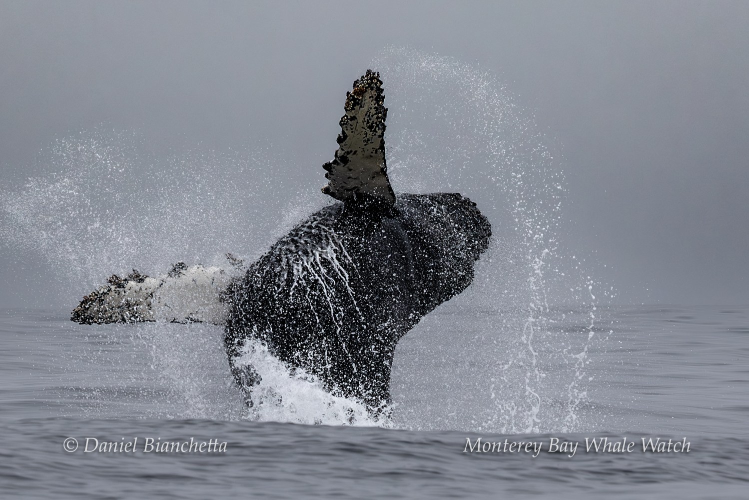 Humpback whale breaching with water spray, overcast sky.