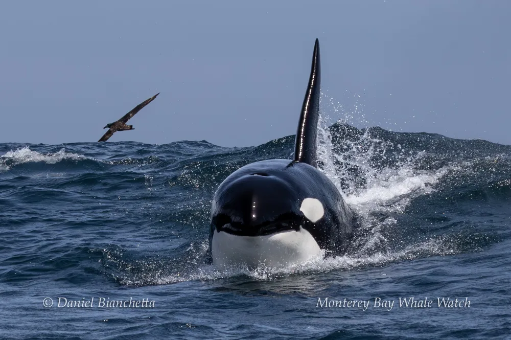 Orca swimming in ocean with a bird flying nearby.