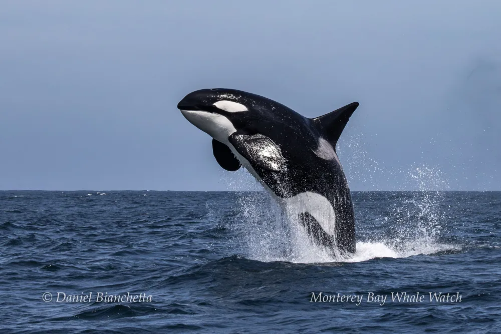 Orca breaching the water in the ocean under clear sky.