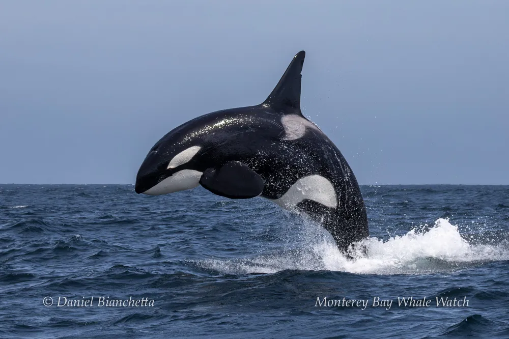 Orca breaching above ocean water against a clear sky.