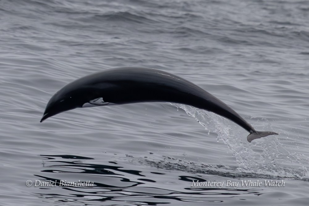 A whale leaping out of the water with a smooth arc.
