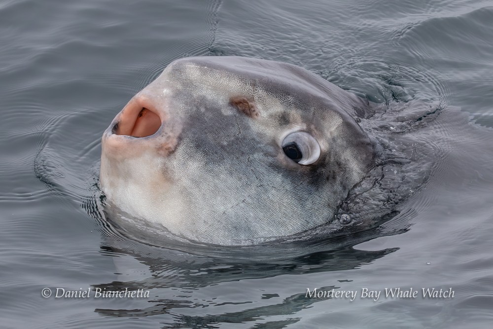 Ocean sunfish with its head above water, facing upwards.