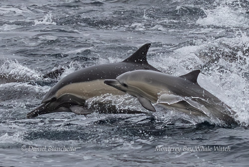 Two dolphins jump through ocean waves in a dynamic, lively scene.