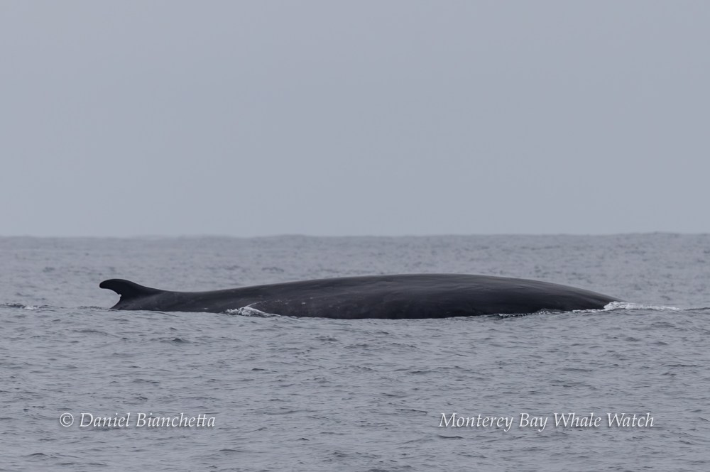 A large whale surfaces in calm ocean water under a cloudy sky.